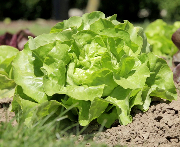 Gói 2g hạt giống xà lách Minetto