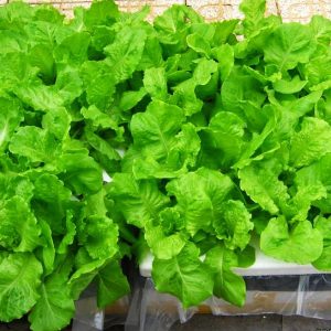 Gói 2g hạt giống xà lách Minetto