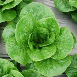 Gói 2g hạt giống xà lách Romaine xanh