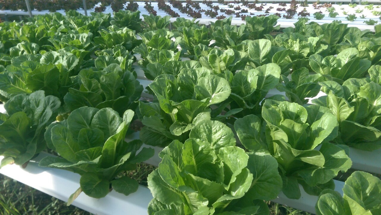 Gói 2g hạt giống xà lách Romaine xanh