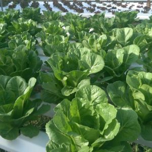 Gói 2g hạt giống xà lách Romaine xanh