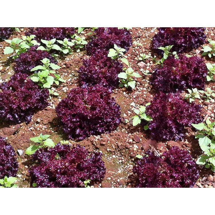 Gói 2g hạt giống xà lách tím Lollo Rossa