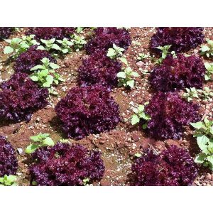 Gói 2g hạt giống xà lách tím Lollo Rossa