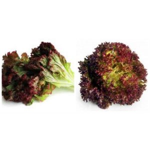 Gói 2g hạt giống xà lách tím Lollo Rossa