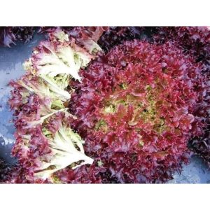 Gói 2g hạt giống xà lách tím Lollo Rossa