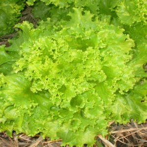 Gói 5g hạt giống xà lách xoăn thu hoạch 30 - 35 ngày sau gieo mật độ 20 x 20cm