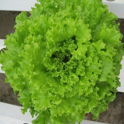 Gói 5g hạt giống xà lách xoăn thu hoạch 30 - 35 ngày sau gieo mật độ 20 x 20cm