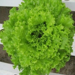 Gói 5g hạt giống xà lách xoăn thu hoạch 30 - 35 ngày sau gieo mật độ 20 x 20cm