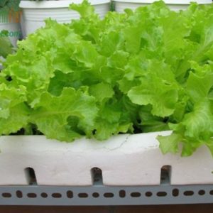 Gói 5g hạt giống xà lách xoăn thu hoạch 30 - 35 ngày sau gieo mật độ 20 x 20cm