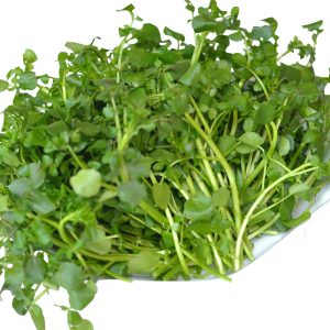 Gói 1g hạt giống rau xà lách xoong