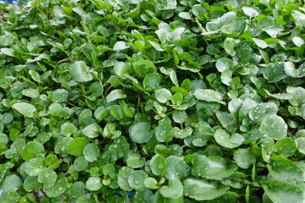 Gói 1g hạt giống rau xà lách xoong