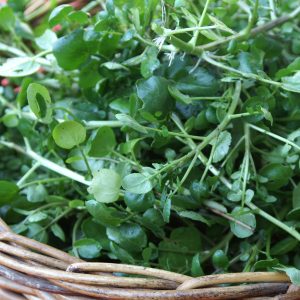 Gói 1g hạt giống rau xà lách xoong