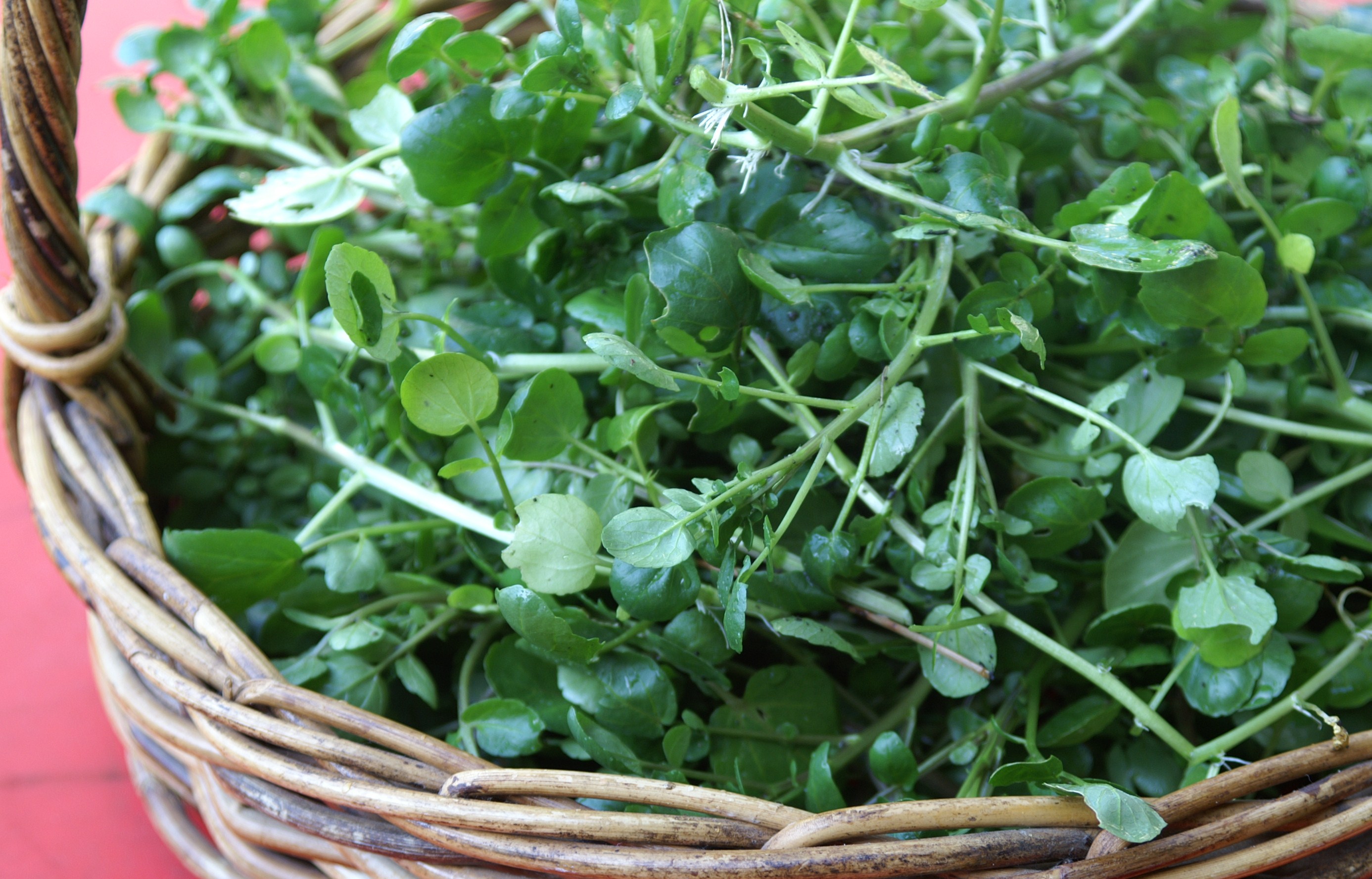 Gói 0.1g hạt giống xà lách xoong Mỹ