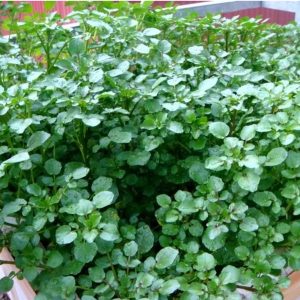 Gói 1g hạt giống rau xà lách xoong