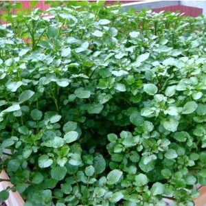 Gói 1g hạt giống rau xà lách xoong