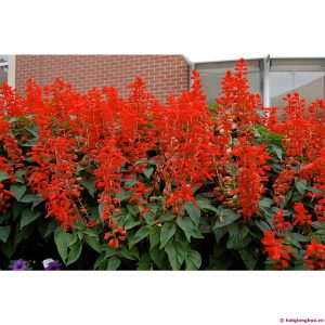 Gói 50 hạt giống hoa xác pháo đỏ cao