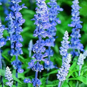 Gói 50 hạt giống hoa xác pháo xanh