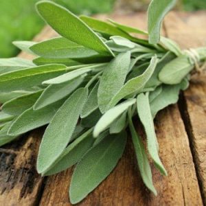 Gói 20  hạt giống Xô Thơm Sage