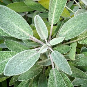 Gói 20  hạt giống Xô Thơm Sage
