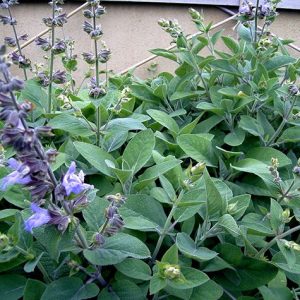 Gói 20  hạt giống Xô Thơm Sage