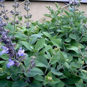 Gói 20  hạt giống Xô Thơm Sage