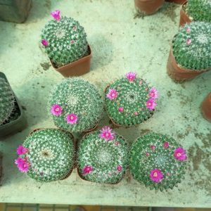 Gói 20  hạt giống Xương Rồng