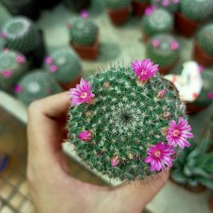 Gói 20  hạt giống Xương Rồng