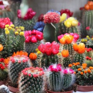 Gói 20  hạt giống Xương Rồng