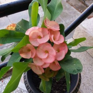 Cây giống xương rồng bát tiên size S