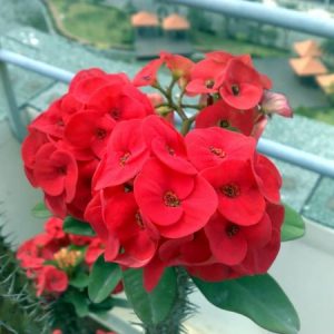 Cây giống xương rồng bát tiên size S