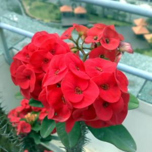 Cây giống xương rồng bát tiên size S