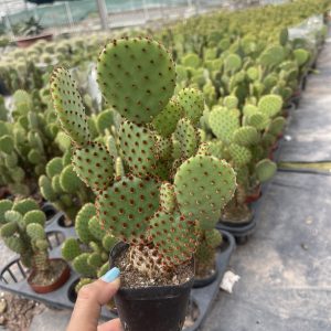 Xương rồng tai chuột Mickey