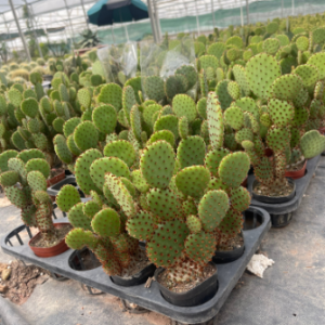 Xương rồng tai chuột Mickey