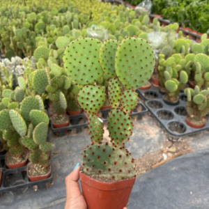 Xương rồng tai chuột Mickey