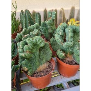 Xương rồng Vân sơn