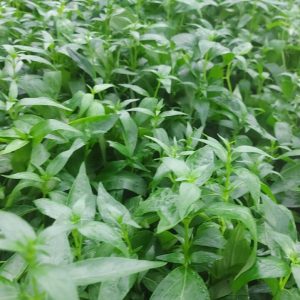 Cây giống Xuyên Tâm Liên