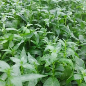 Cây giống Xuyên Tâm Liên