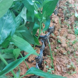 Cây giống Xuyên Tâm Liên