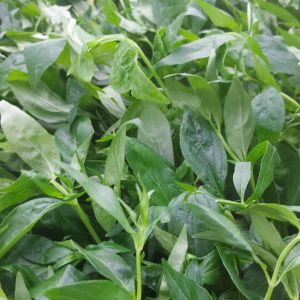 Cây giống Xuyên Tâm Liên