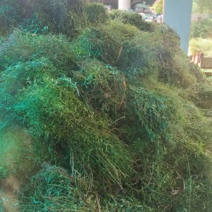 Cây giống Xuyên Tâm Liên