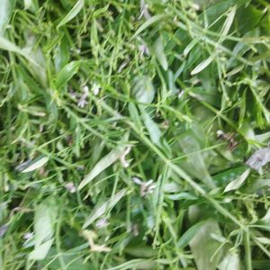 Cây giống Xuyên Tâm Liên