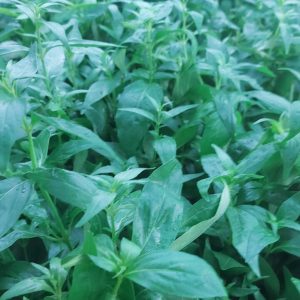 Cây giống Xuyên Tâm Liên