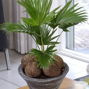 Cây giống Cây Cọ Ta kiểng - CayGiongTot