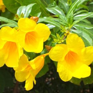 Cây giống Huỳnh Đệ - CayGiongTot