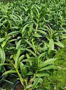 [Cây to đã có ngồng hoa] Cây Lan Dendro YaYa Mini Siêu Siêng Hoa, Cực dễ chăm - Hàng ra hoa Tết 2020 - giao cây to như hình