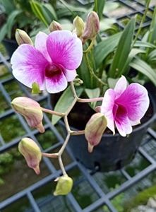 [Cây to đã có ngồng hoa] Cây Lan Dendro YaYa Mini Siêu Siêng Hoa, Cực dễ chăm - Hàng ra hoa Tết 2020 - giao cây to như hình