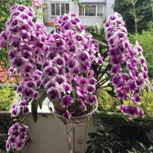 [Cây to đã có ngồng hoa] Cây Lan Dendro YaYa Mini Siêu Siêng Hoa, Cực dễ chăm - Hàng ra hoa Tết 2020 - giao cây to như hình