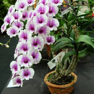 [Cây to đã có ngồng hoa] Cây Lan Dendro YaYa Mini Siêu Siêng Hoa, Cực dễ chăm - Hàng ra hoa Tết 2020 - giao cây to như hình