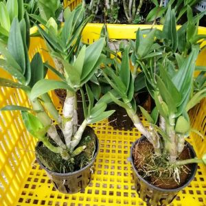 [Cây to đã có ngồng hoa] Cây Lan Dendro YaYa Mini Siêu Siêng Hoa, Cực dễ chăm - Hàng ra hoa Tết 2020 - giao cây to như hình