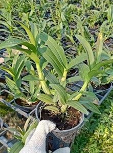 [Cây to đã có ngồng hoa] Cây Lan Dendro YaYa Mini Siêu Siêng Hoa, Cực dễ chăm - Hàng ra hoa Tết 2020 - giao cây to như hình